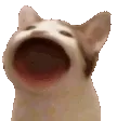 popcatleft