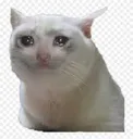 weepingcat Discord Emoji