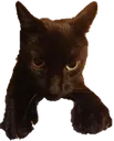 cATcLAW