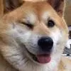 DoggoWink