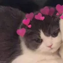 SCcutie2 SCcutie2