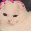 SCcutie1 SCcutie1