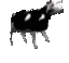 cowdance