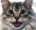 CatHAPPY