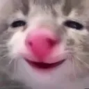 Kitten kitten Discord Emoji