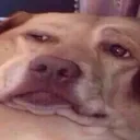 bruh