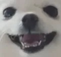 dogsmile
