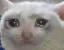 miserable_cat