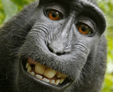 happymonke