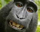happymonke happymonke