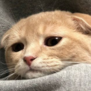 sad_cat Discord emoji