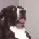 dog_wait_what dog_wait_what