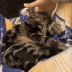 Squish_catpat Discord Emoji