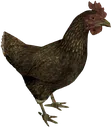SkyrimChicken