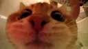 hi
