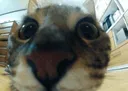 him