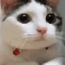 nokitty nokitty