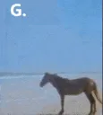 obama_g