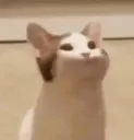 CatAAAA