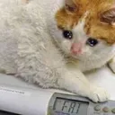 catto_fat