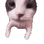 A_cat_hug
