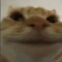 happycat