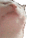 vibecat