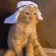 ABDUL