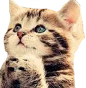 Catpray CatPRAY Discord Emoji