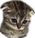 Catsad catsad Discord Emoji