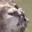 angelCClookcat angelCClookcat