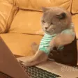 catChat
