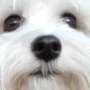pupper pupper