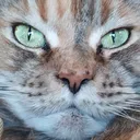 feebyStare feebyStare
