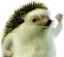 hahayes hahayes