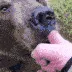 BearBrr