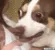 confused_Dog