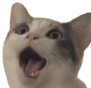 CatWow CatWow