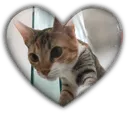 petalheart petalheart