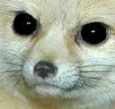 hej