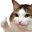 thumbcat