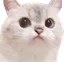 WeirdCat