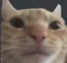 swagcat