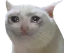 SadTofu