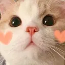 cat_blush