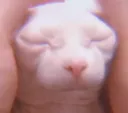 sleepgus sleepgus