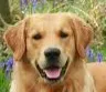 GoldenRetriever