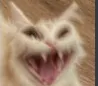 catscream