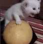 baby_cat_screaming