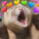 Ferret_LOOOOOVE